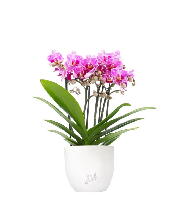 Phalaenopsis Boquetto Delight