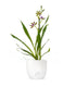 Phalaenopsis Zygopetalum Louisendorf
