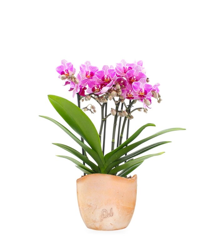 Phalaenopsis Boquetto Delight
