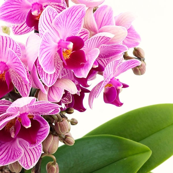 Phalaenopsis Boquetto Delight