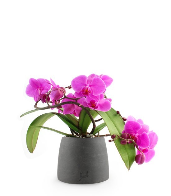 Phalenopsis Corona Fucsia
