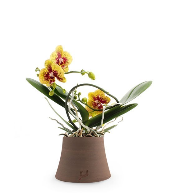 Phalenopsis corona Gialla