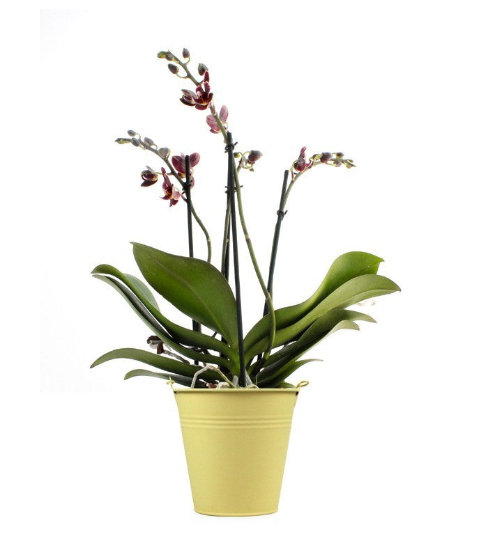 Phalenopsis multi-bordeaux