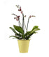Phalenopsis multi-bordeaux