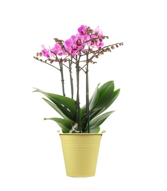 Phalenopsis Multi-fuchsia