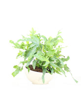 Phlebodium blue star vaso ciotola in terracotta