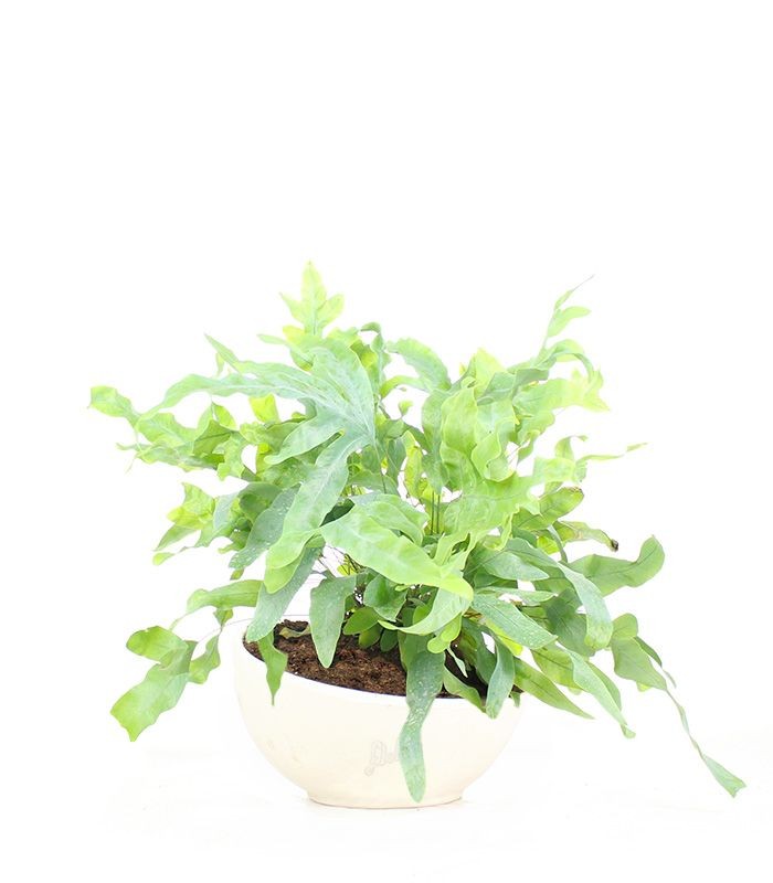 Phlebodium blue star vaso ciotola in terracotta