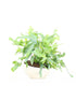 Phlebodium blue star vaso ciotola in terracotta