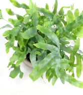 Phlebodium blue star vaso ciotola in terracotta