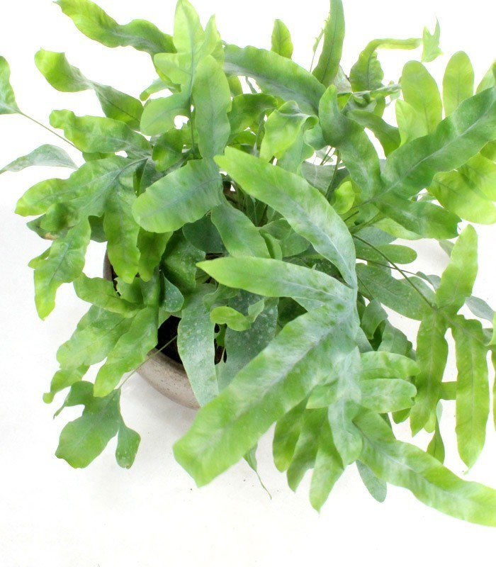 Phlebodium blue star vaso ciotola in terracotta