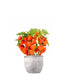 Physalis alkekengi | Lanterne cinesi 