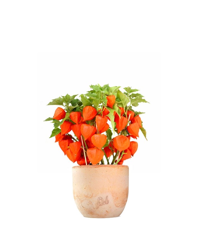 Physalis alkekengi | Lanterne cinesi 