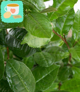 Pianta del tè (Camellia Sinensis) L
