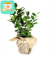Pianta del tè (Camellia Sinensis) L