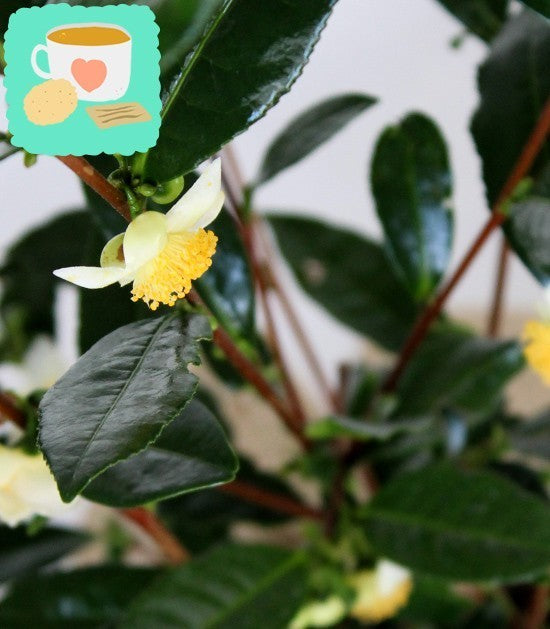 Pianta del tè (Camellia Sinensis) M
