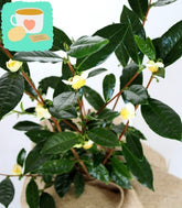 Pianta del tè (Camellia Sinensis) M