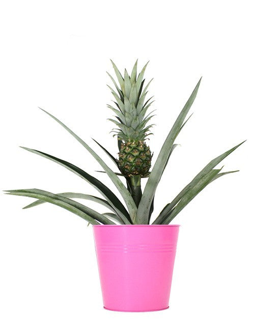 Pianta di Ananas vaso 17