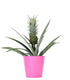 Pianta di Ananas vaso 17