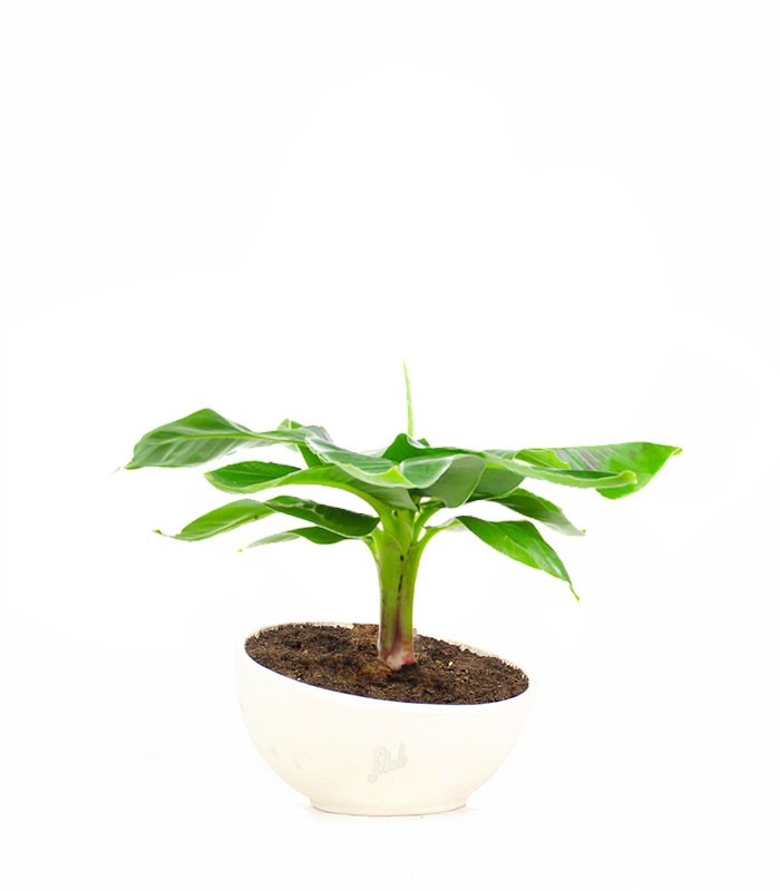 Pianta di banano in ciotola