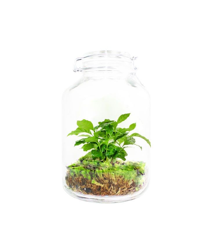 Pianta di caffè in terrarium