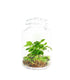 Pianta di caffè in terrarium