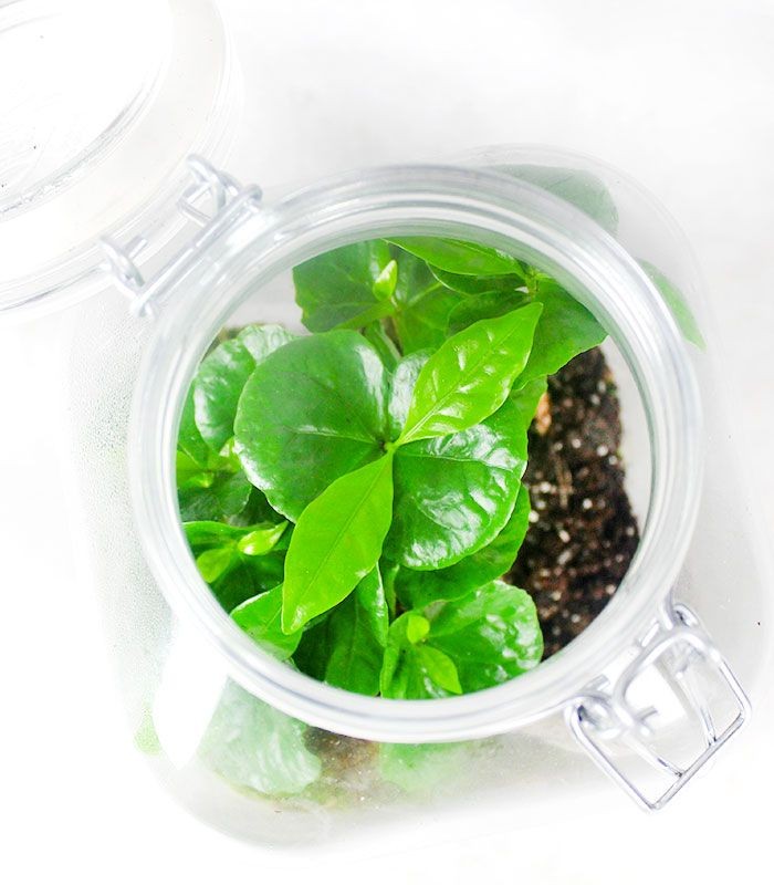 Pianta di caffè in terrarium