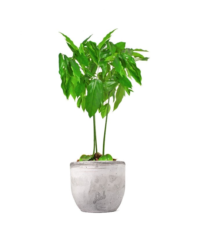 Pianta di Castano