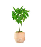 Pianta di Castano