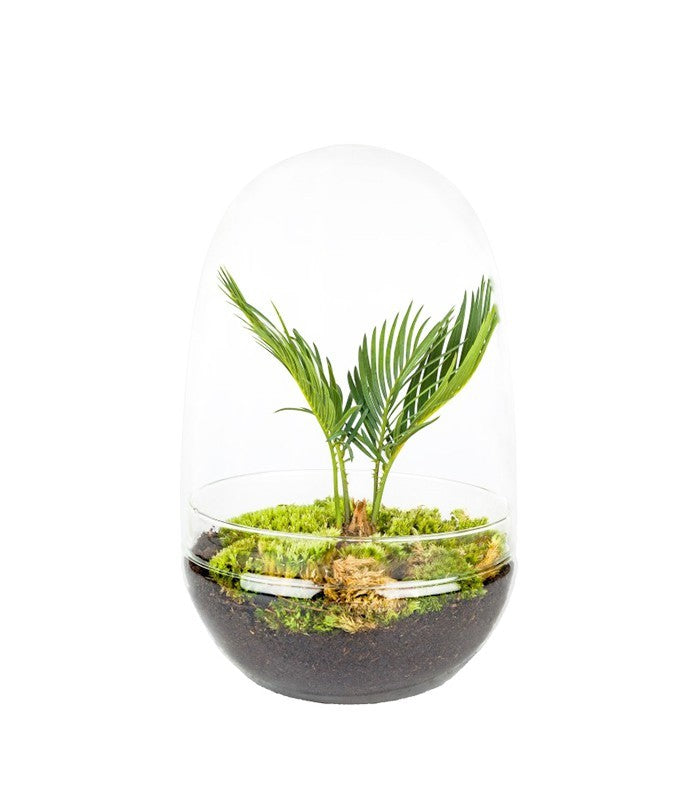 Pianta di cycas in Vetro