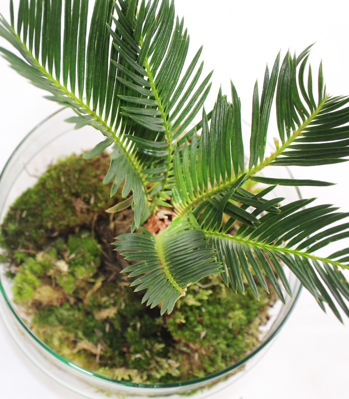 Pianta di cycas in Vetro