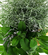 Piante di  Salvia e Liquirizia