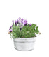 Piante di Lavanda e Menta