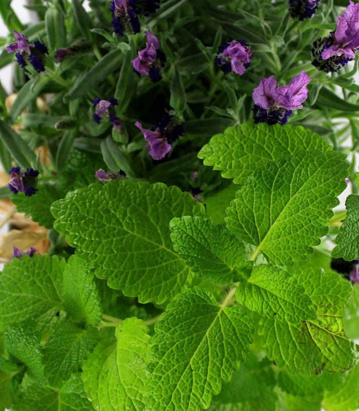 Piante di Lavanda e Menta