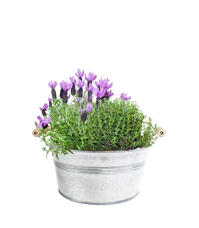 Piante di Lavanda e Timo