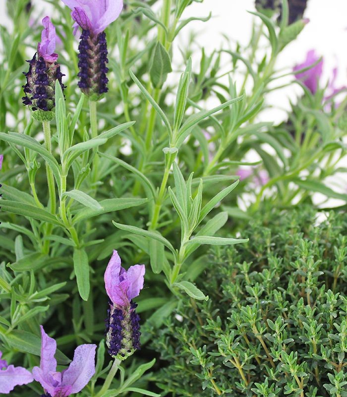 Piante di Lavanda e Timo