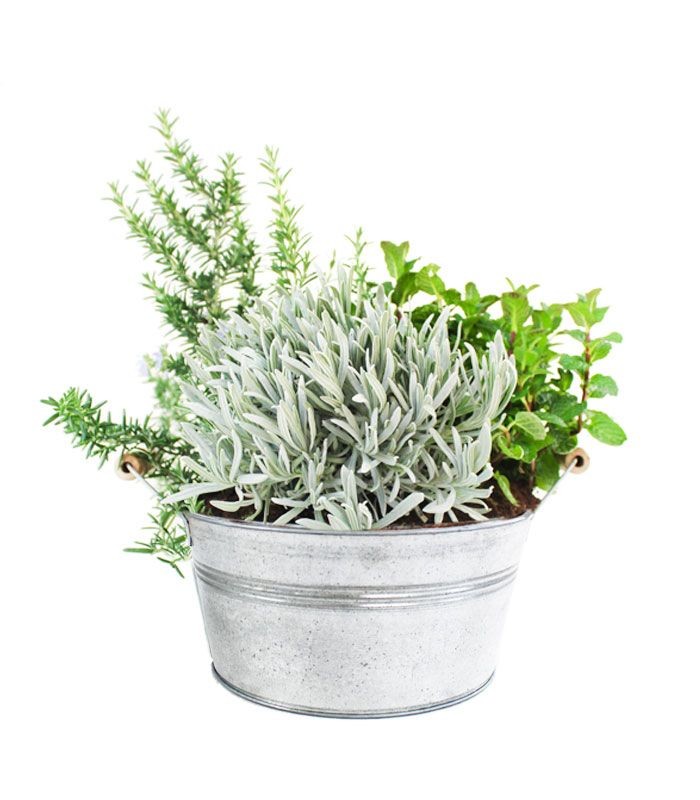 Piante di lavanda, menta e rosmarino prostrato