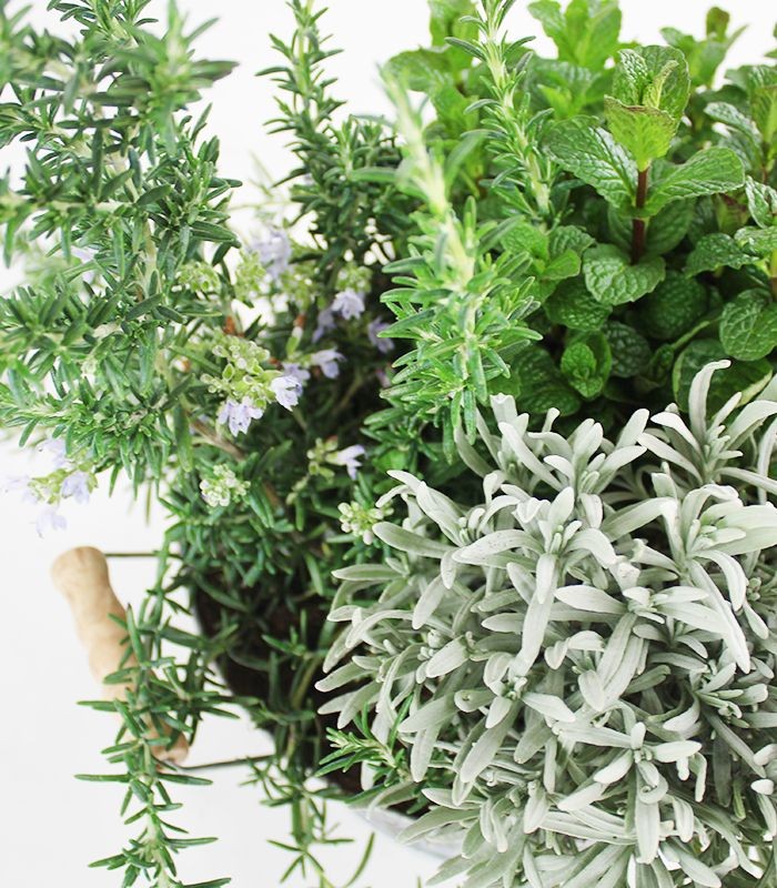 Piante di lavanda, menta e rosmarino prostrato