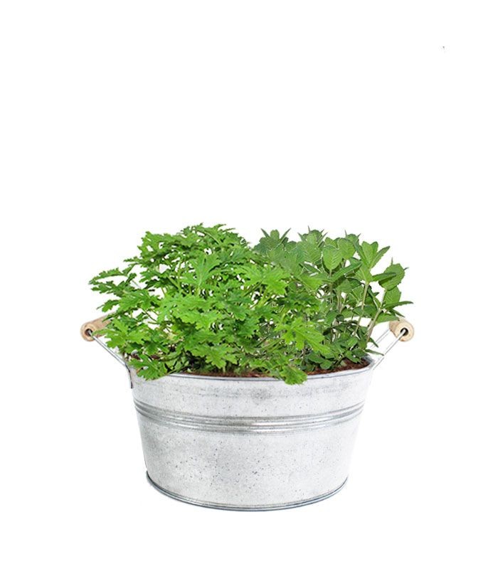 Piante di Menta e Geranio odoroso