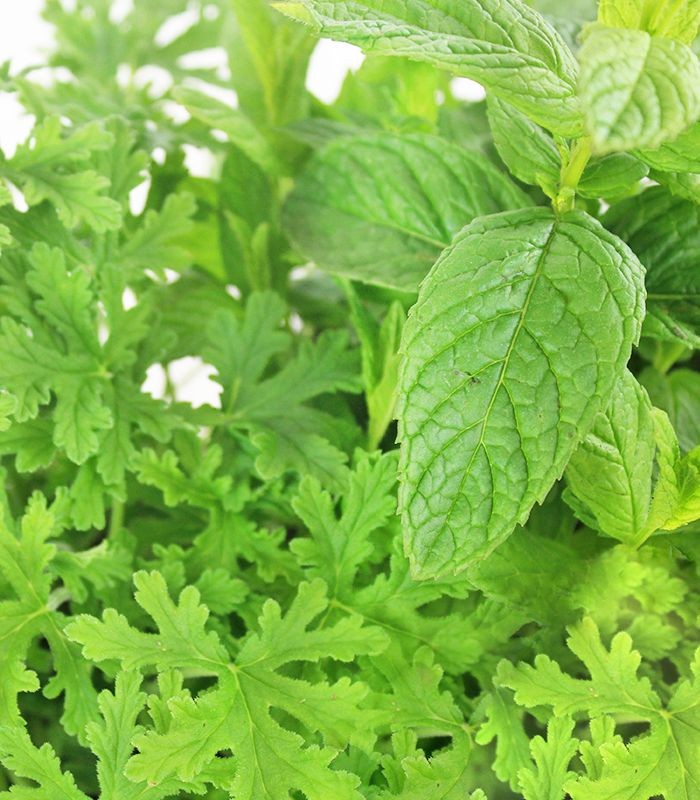 Piante di Menta e Geranio odoroso