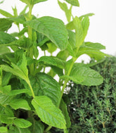 Piante di Timo e menta