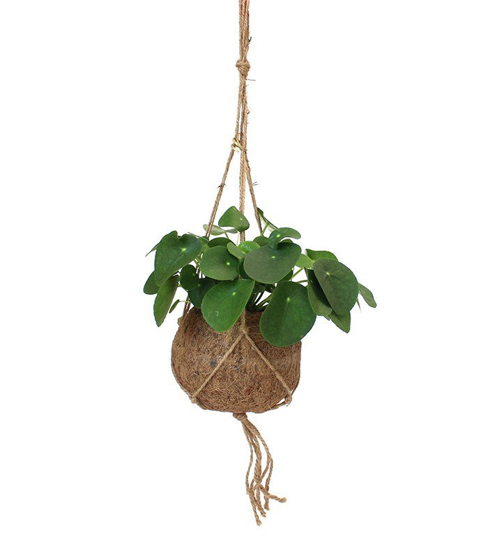 Pilea | pianta delle monete in fibra di cocco