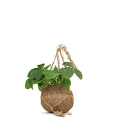 Pilea | pianta delle monete in fibra di cocco
