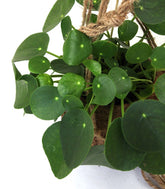 Pilea | pianta delle monete in fibra di cocco