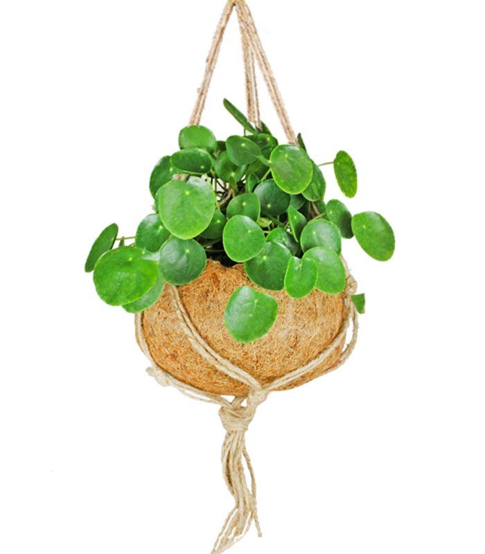 Pilea in fibra di cocco XL
