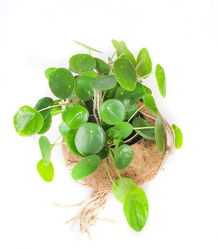 Pilea in fibra di cocco XL