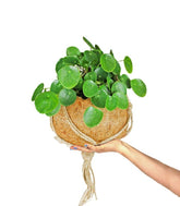 Pilea in fibra di cocco XL