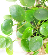 Pilea in fibra di cocco XL