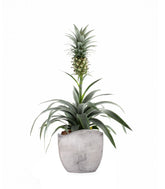 Pineapple Corona| Pianta ananas