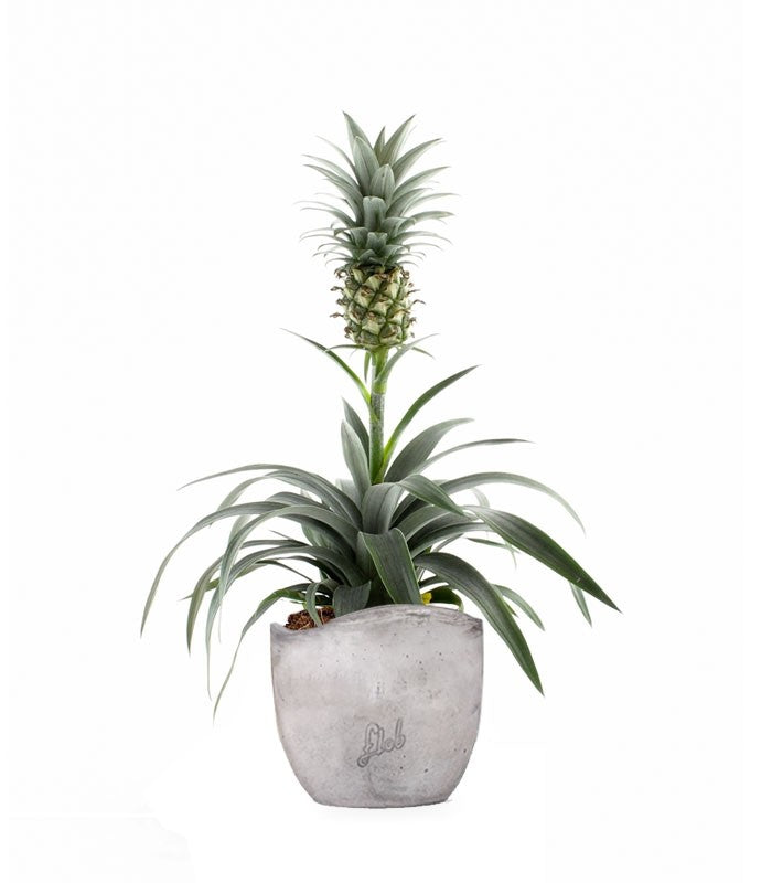 Pineapple Corona| Pianta ananas