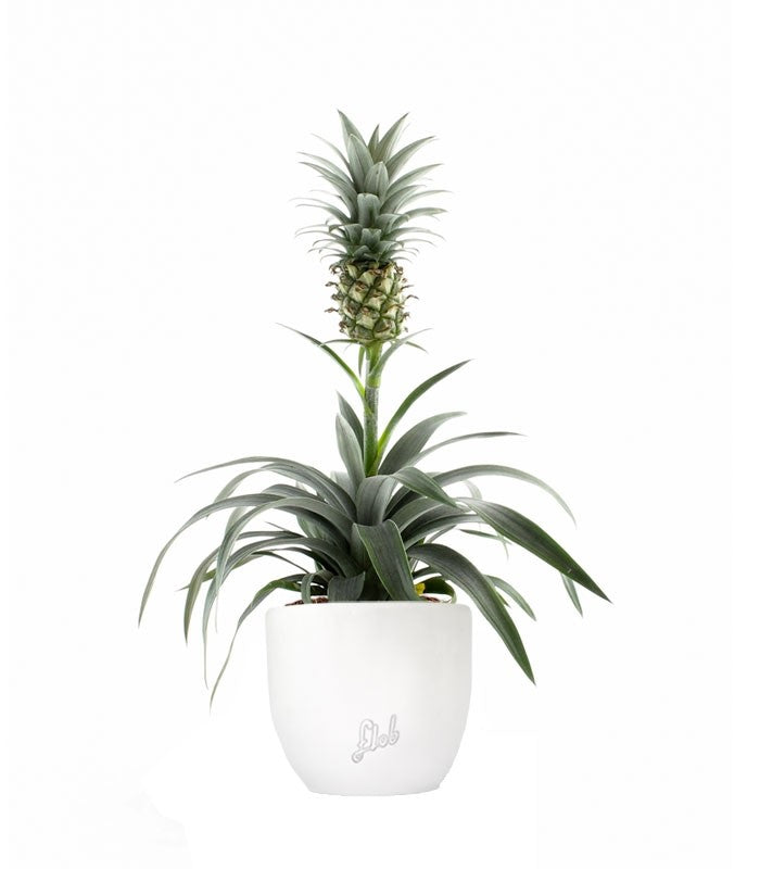 Pineapple Corona| Pianta ananas